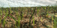 Seedlings germinating under the Evergreen Radiant sheets at Wembley Stadium