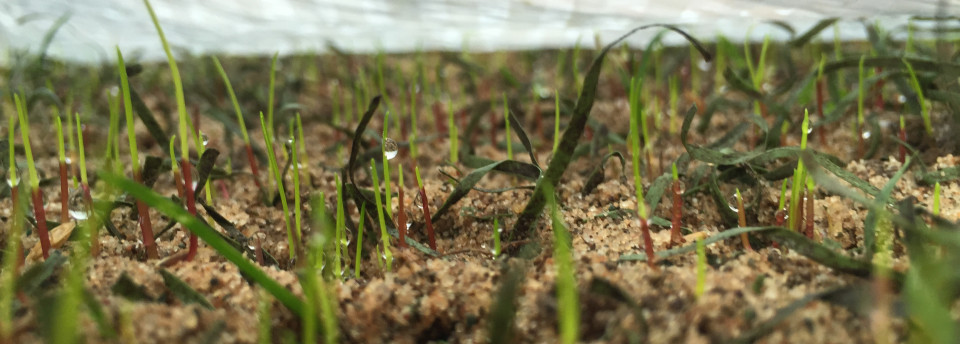 <a href=https://www.sportsandstadia.co.uk/slideshow/germination-under-the-evergreen-radiant-sheets-at-wembley-stadium/>Germination under the Evergreen™ Radiant sheets at Wembley Stadium</a>