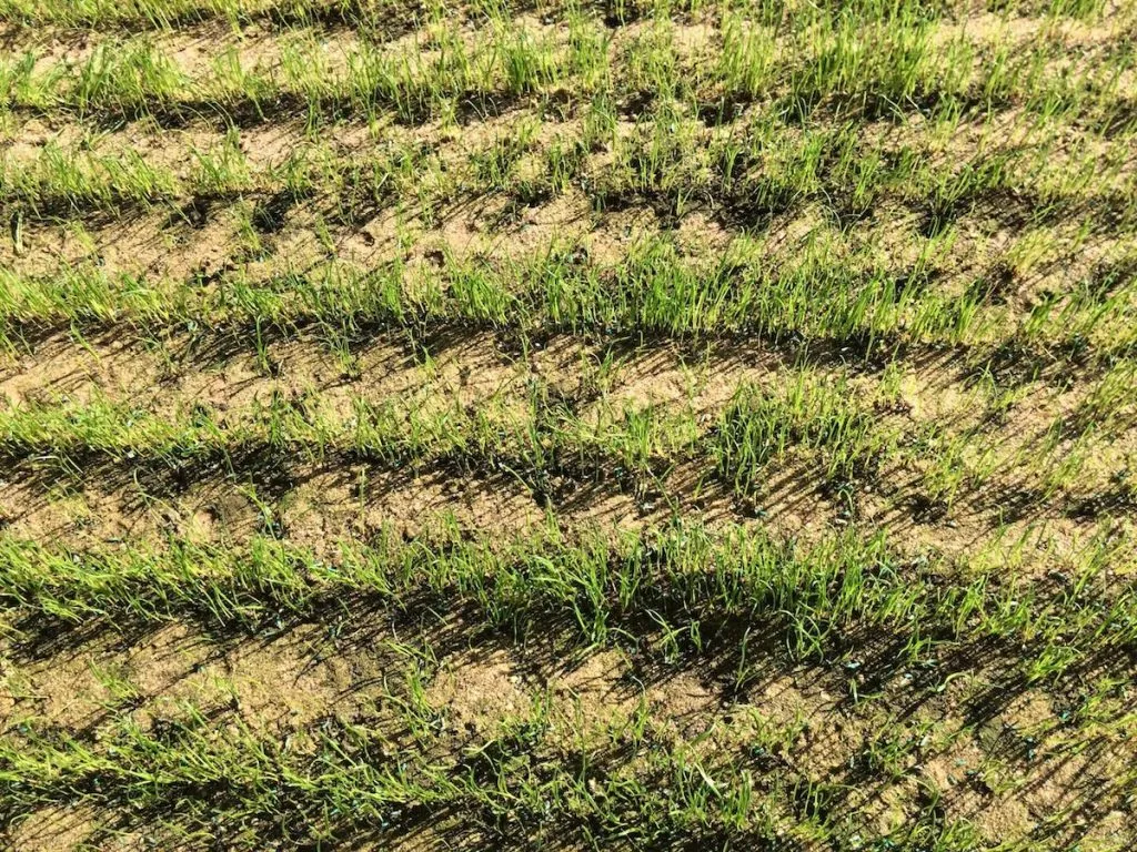 evergreen stadium grass protection for Northampton saints