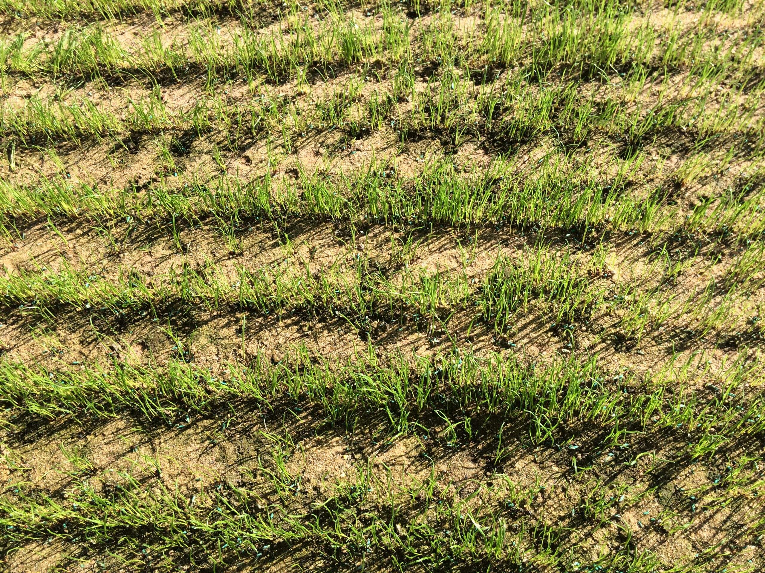 Results from the Evergreen™ Radiant covers at Northampton Saints